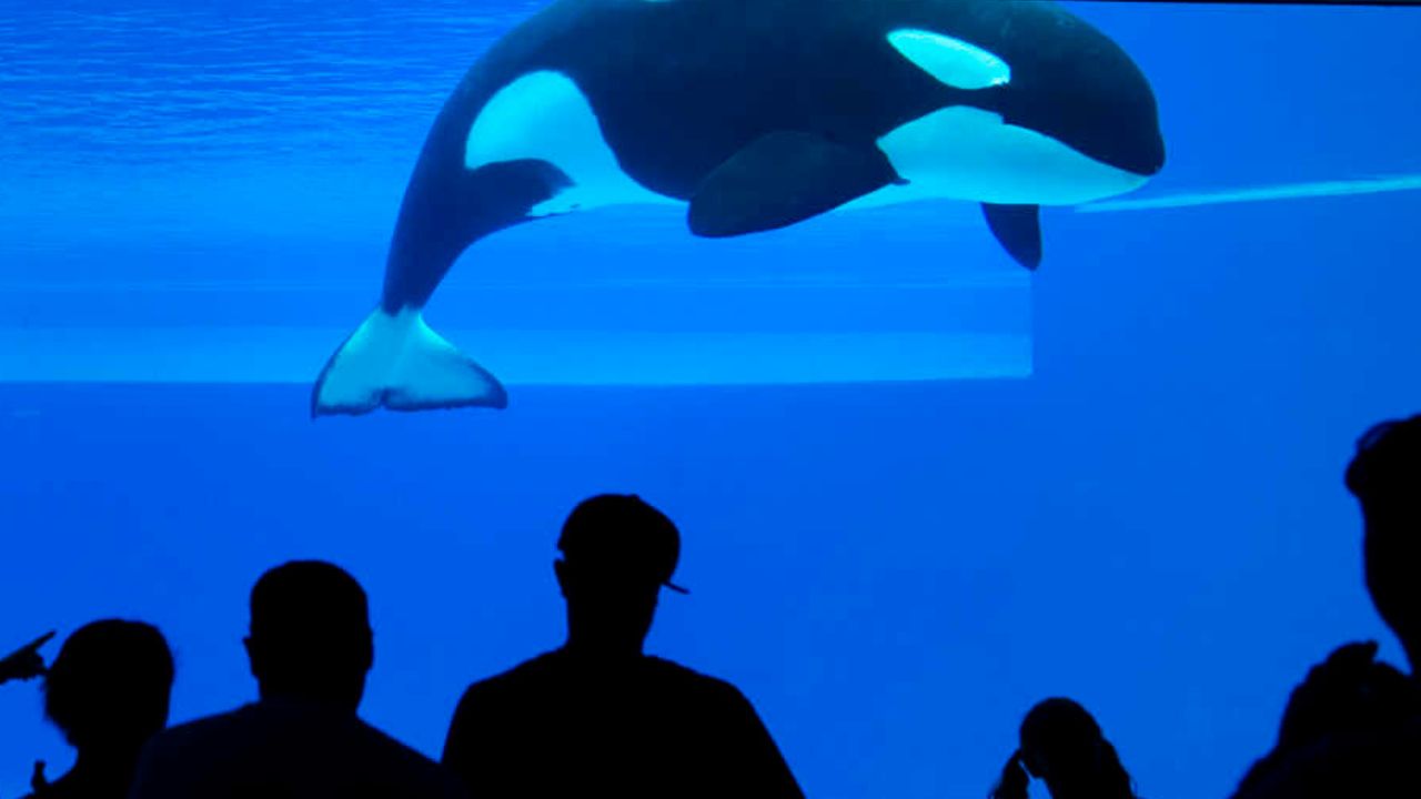 La terrible histoire de Kiska, l'orque du Marineland "la plus seule au ...