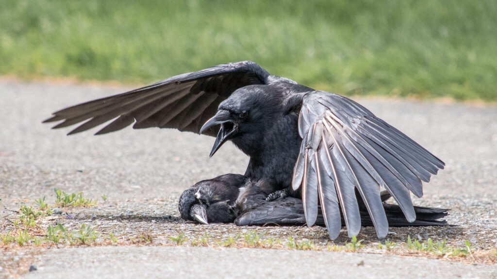 le corbeau et la mort