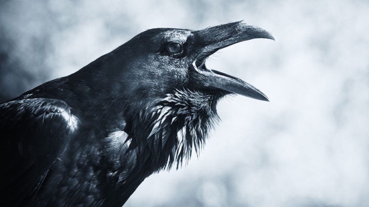 Voir un corbeau : quelle signification spirituelle