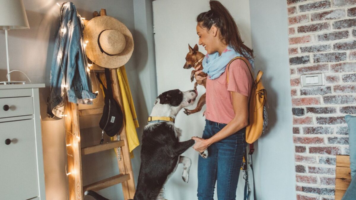 Comment Faire Devenir Un Chien Un Garde De Maison