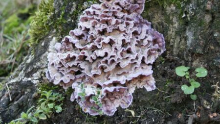 infection champignon homme (1)
