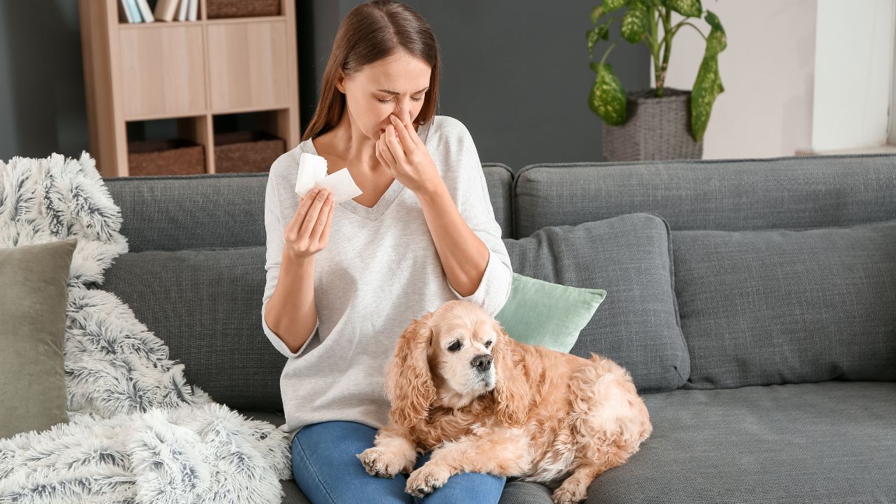 Allergie aux poils de chat ou de chien : comment faire pour s'en ...