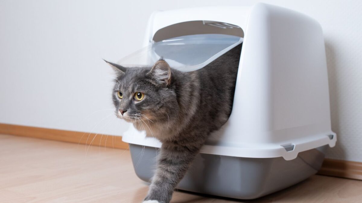 Quand fautil changer la litière de son chat