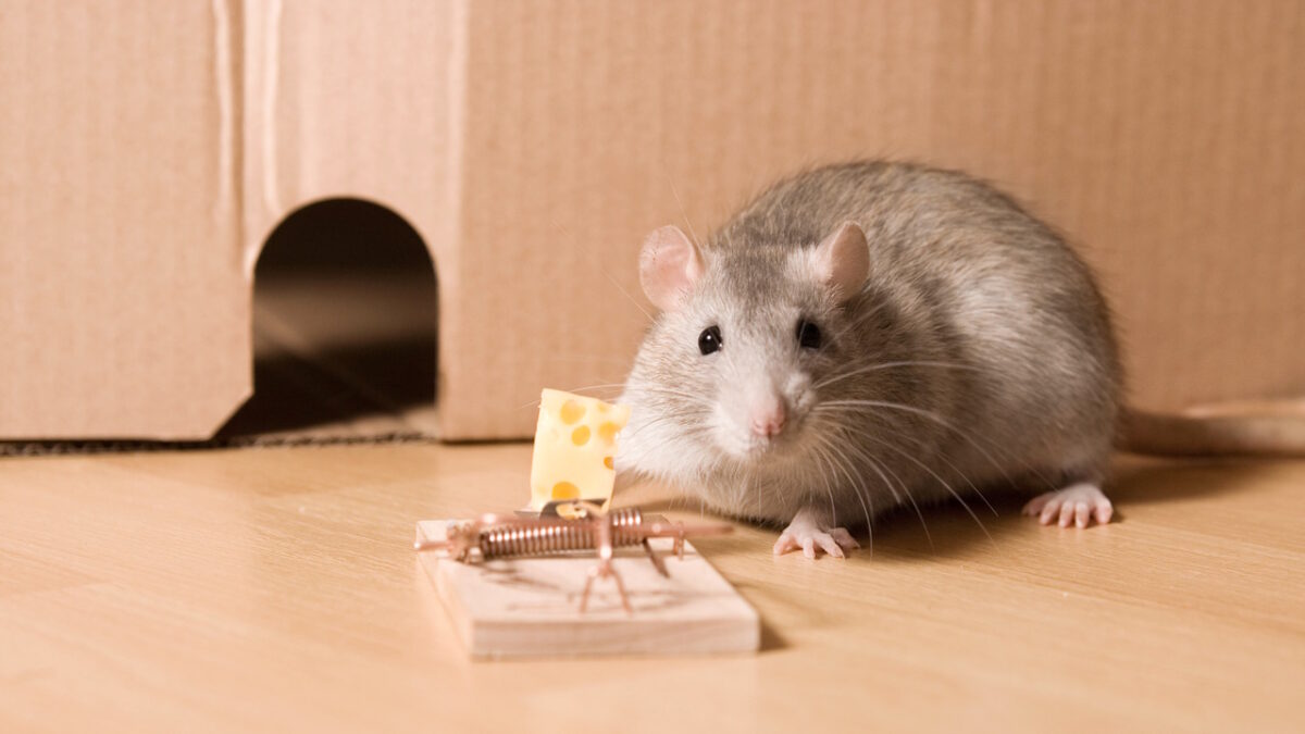 Souris qui rentre dans la maison : quelle signification