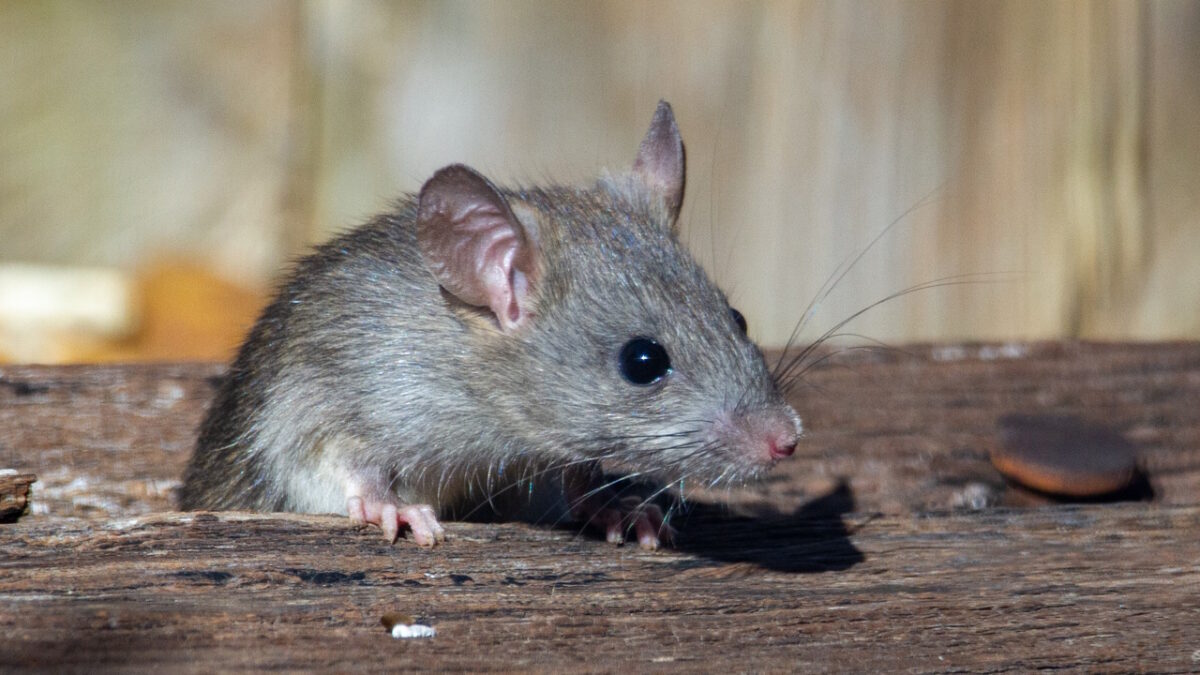 Souris qui rentre dans la maison : quelle signification