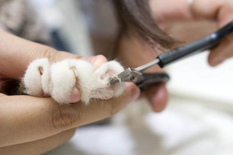 Voici les techniques pour couper les griffes d