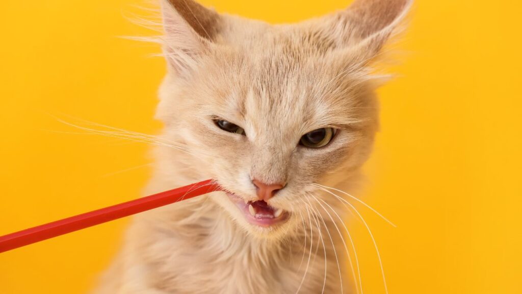 brosser dents chat utilite