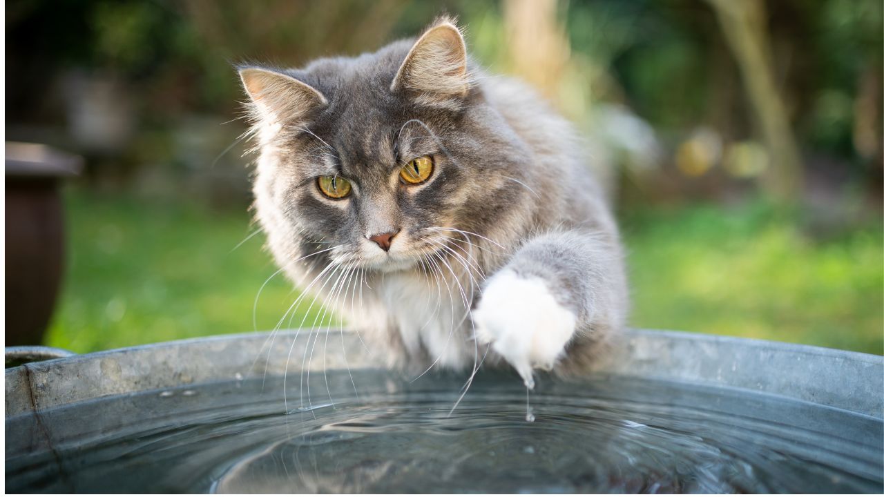 Vrai ou faux : Le chat n'aime pas l'eau ? Tout le monde se trompe