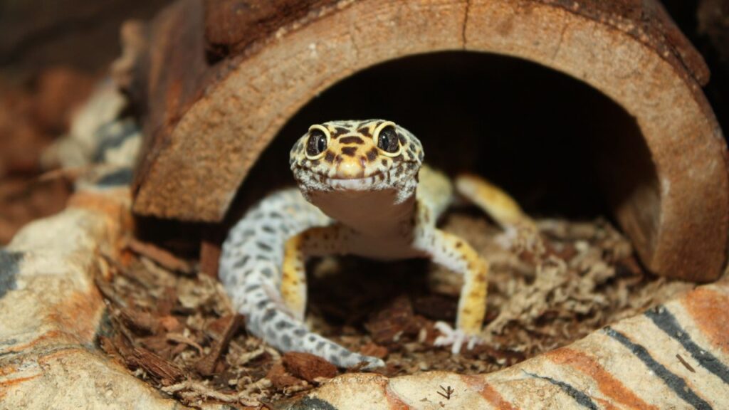 cout gecko leopard (1)
