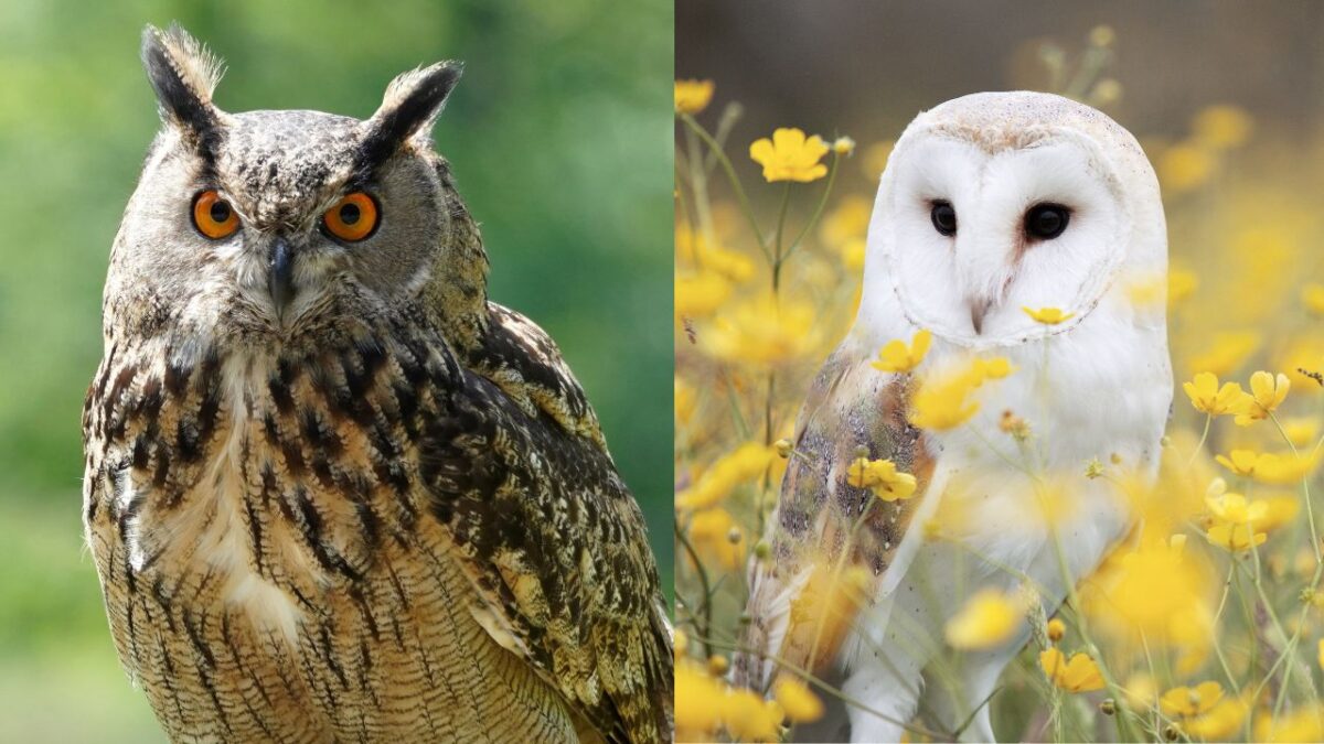 Hibou Vs Chouette Les Diff rences Entre Ces 2 Rapaces
