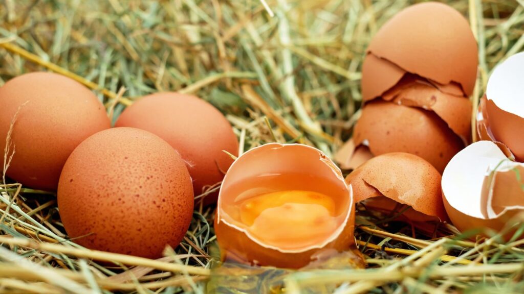 vendre œufs poulailler maison (2)