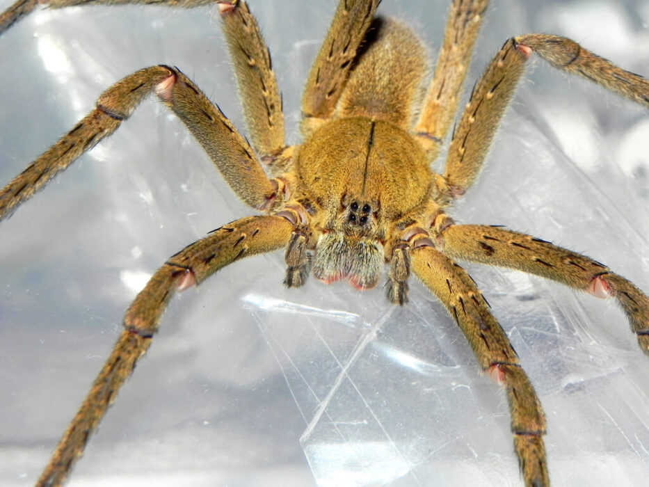 Araignée errante brésilienne, Phoneutria bahiensis
