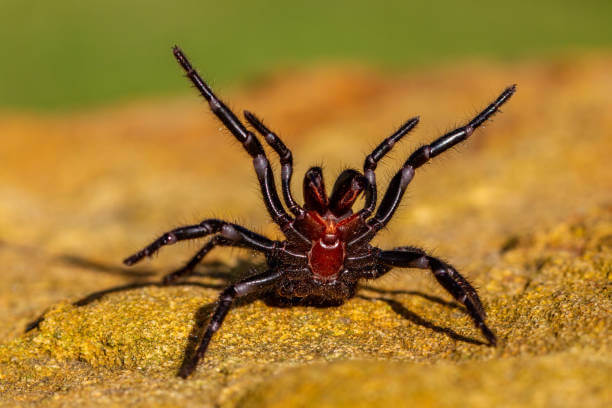 L’araignée à entonnoir de Sydney, Atrax robustus