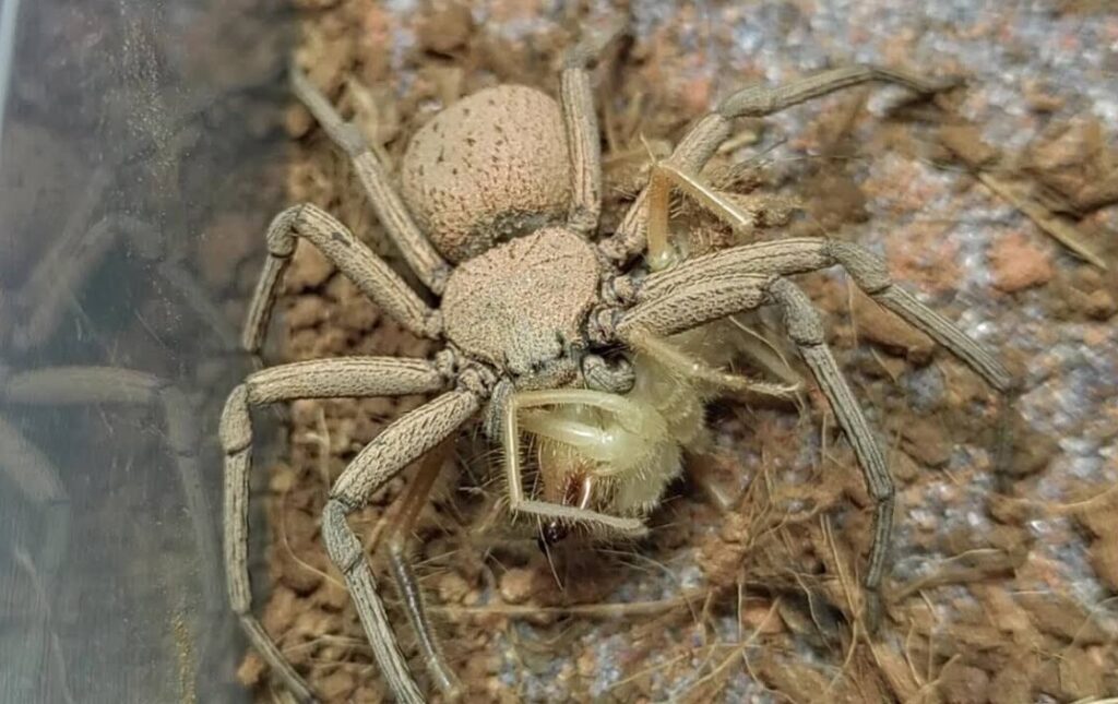 L'araignée des sables à six yeux, Hexophthalma hahni