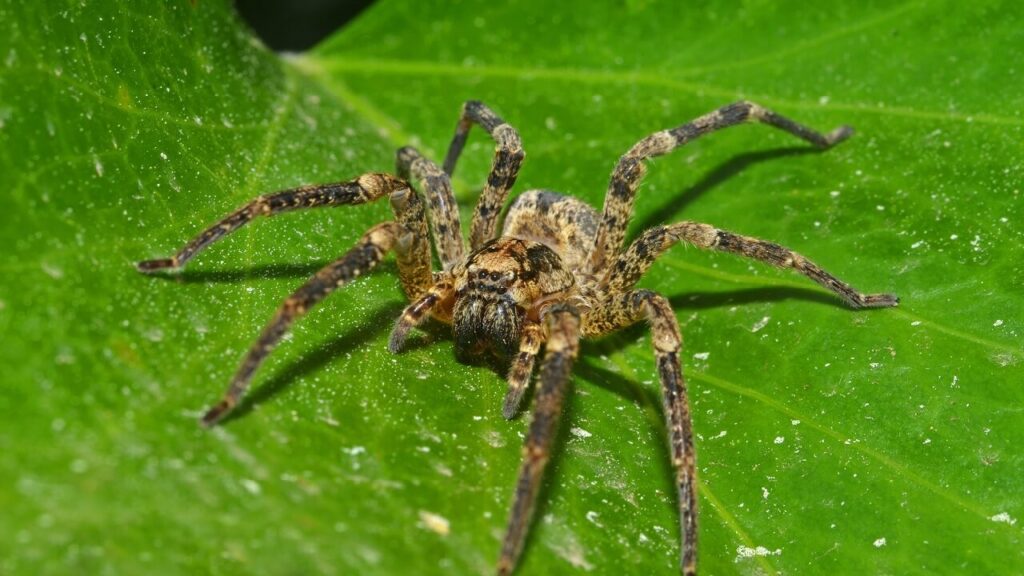 Quel est l'araignée la plus dangereuse du monde ? Top 10 !