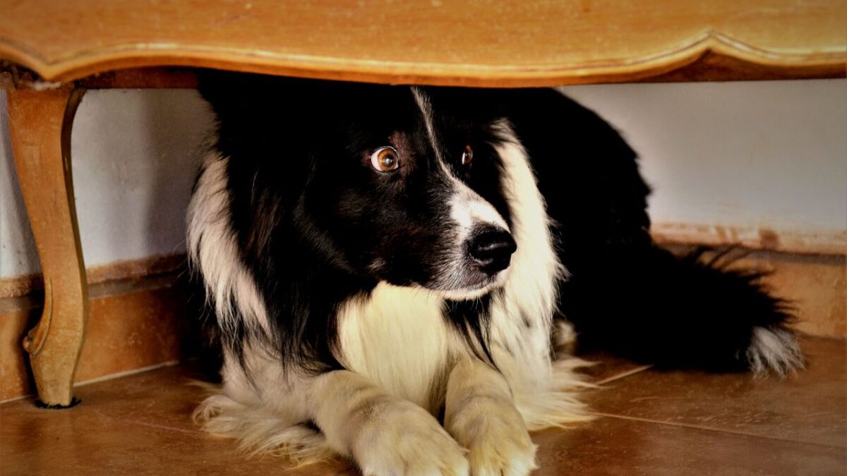 Un chien peut-il faire semblant de d'avoir mal ou de boiter