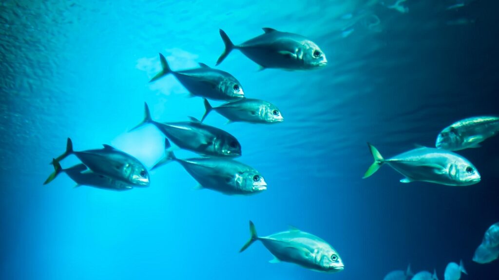 Des poissons génétiquement modifiés pour identifier les pesticides nocifs