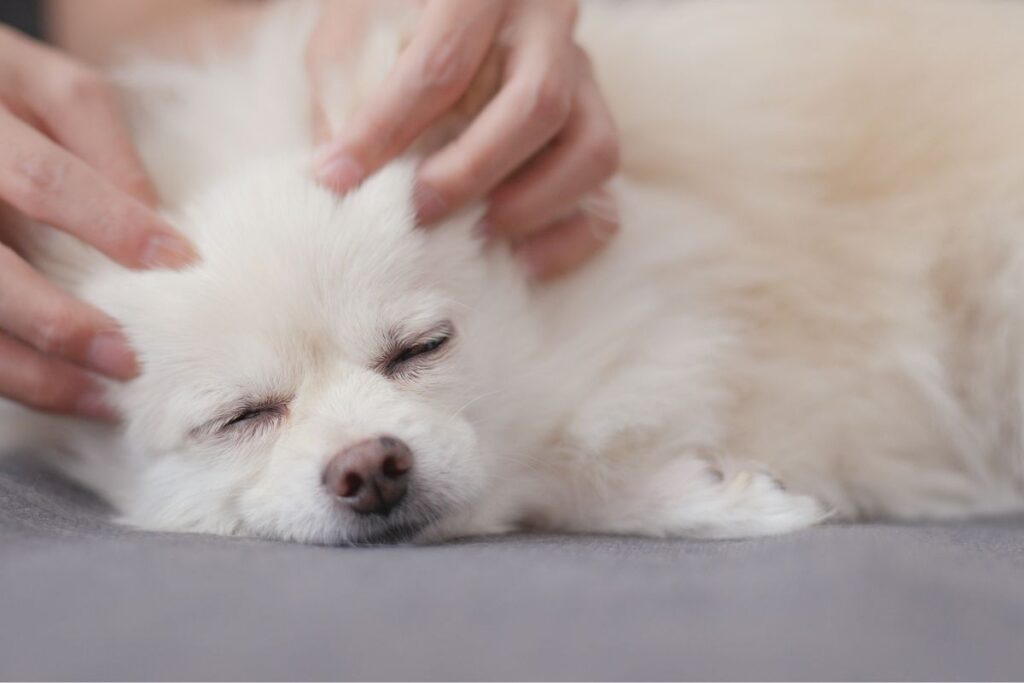 masser chien anxiete (1)