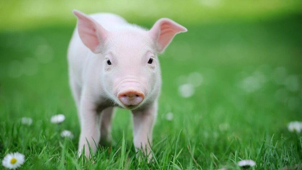Pour la première fois, des reins humains ont été cultivés dans des embryons de porcs