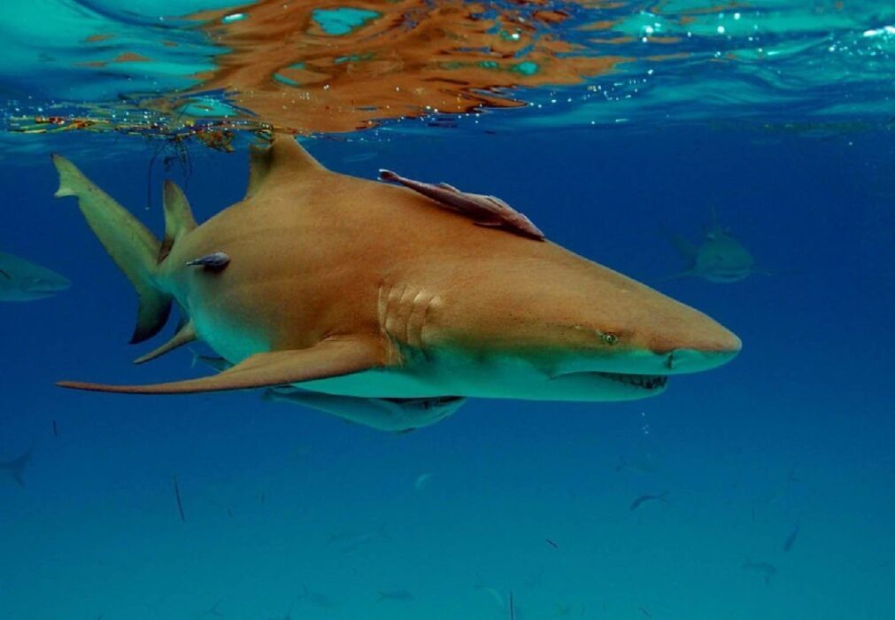 Le requin citron - Negaprion brevirostris