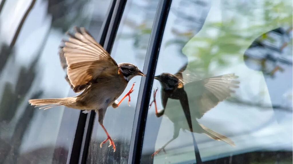 collision d'oiseau