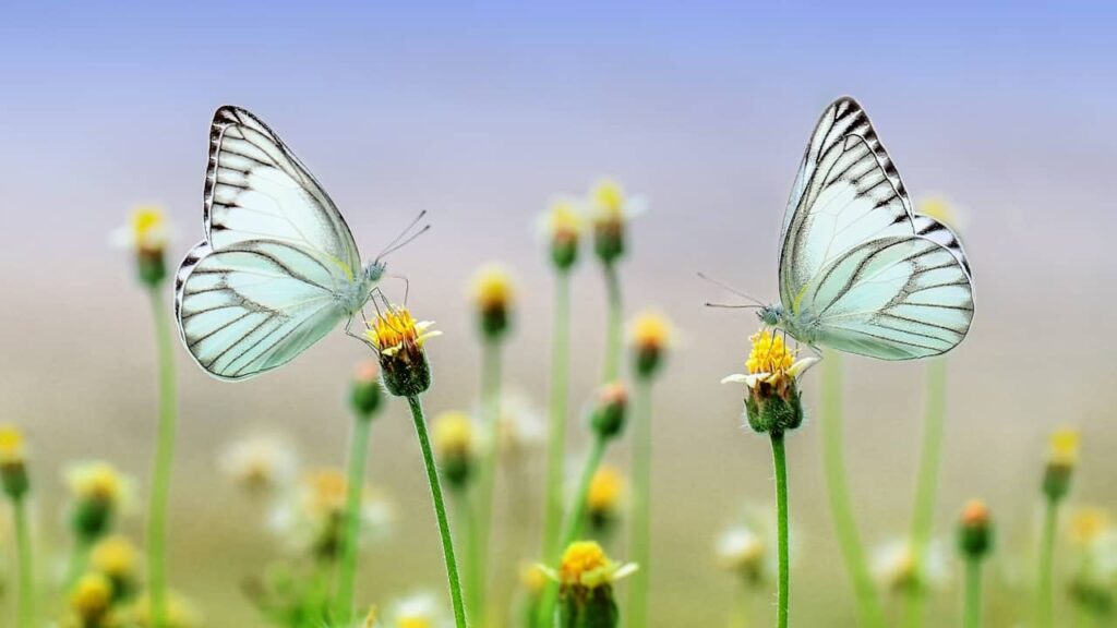 deux papillons blancs