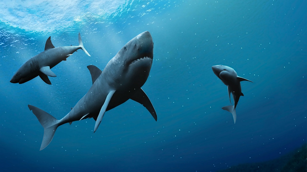 Les Requins Les Plus Dangereux Du Monde Les Plus Gros Requins Du Monde