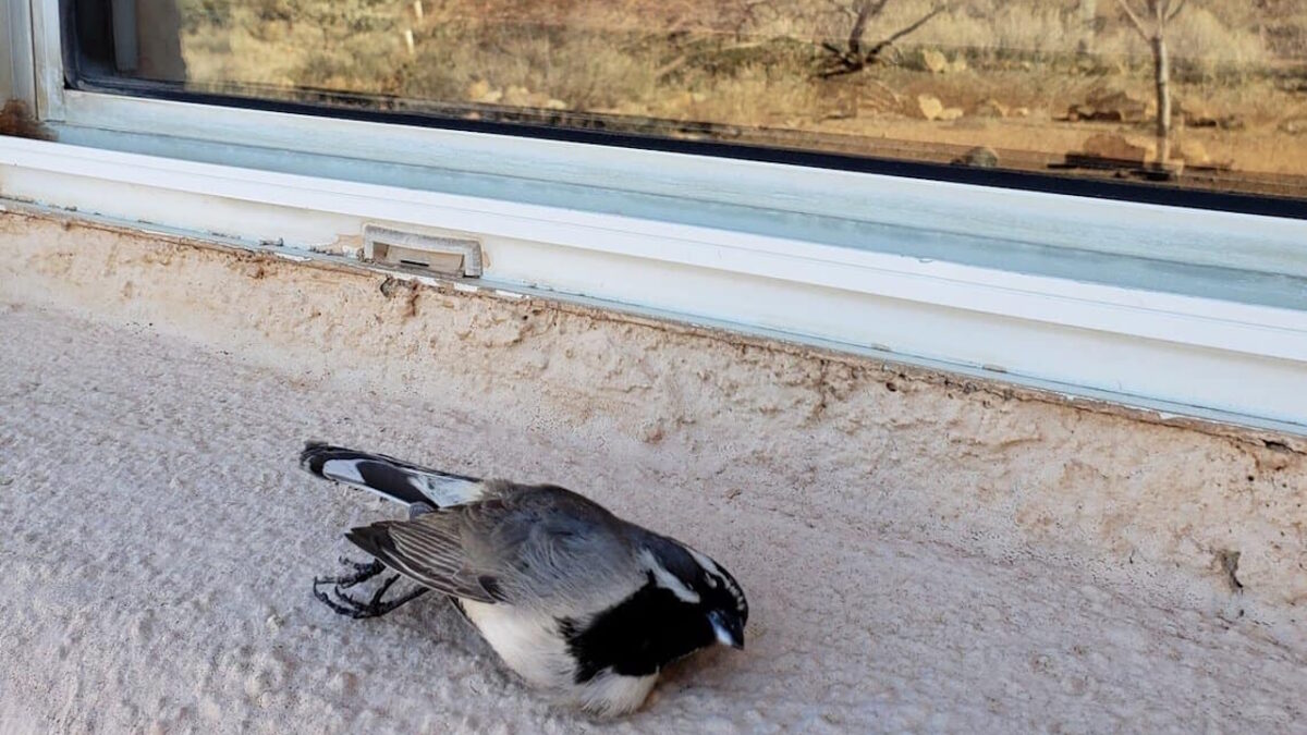 Oiseau qui se cogne dans une vitre : quelle signification spirituelle