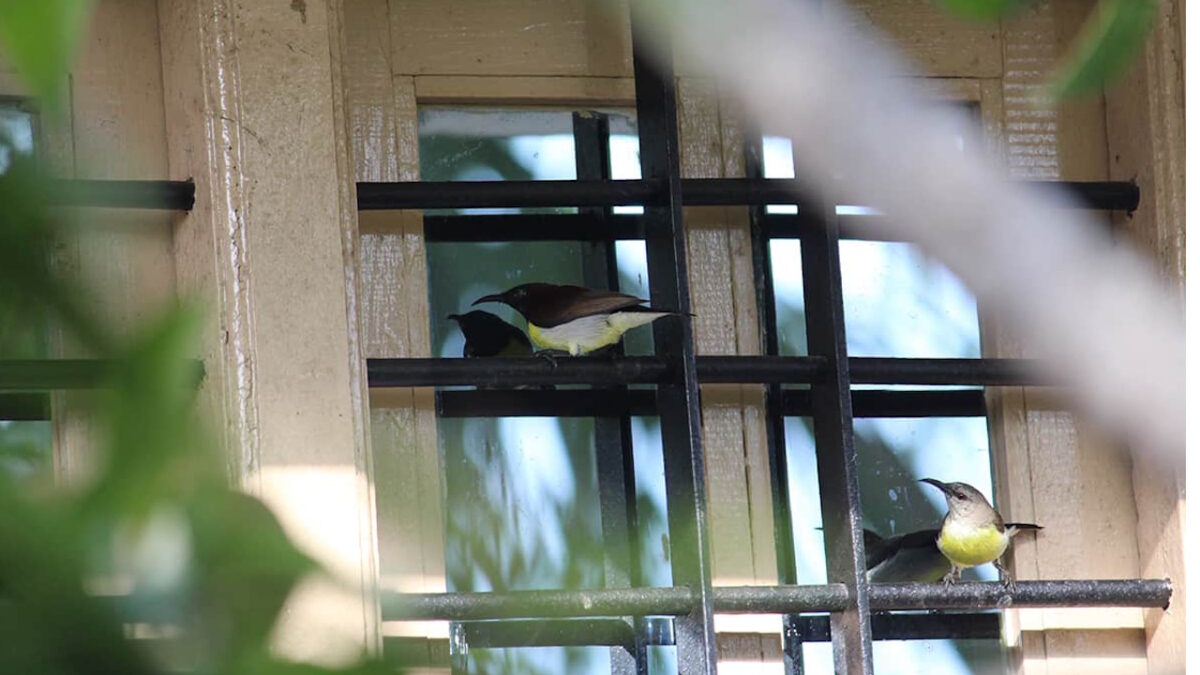 Oiseau qui se cogne dans une vitre : quelle signification spirituelle