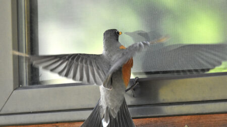 oiseau qui se cogne contre une vitre