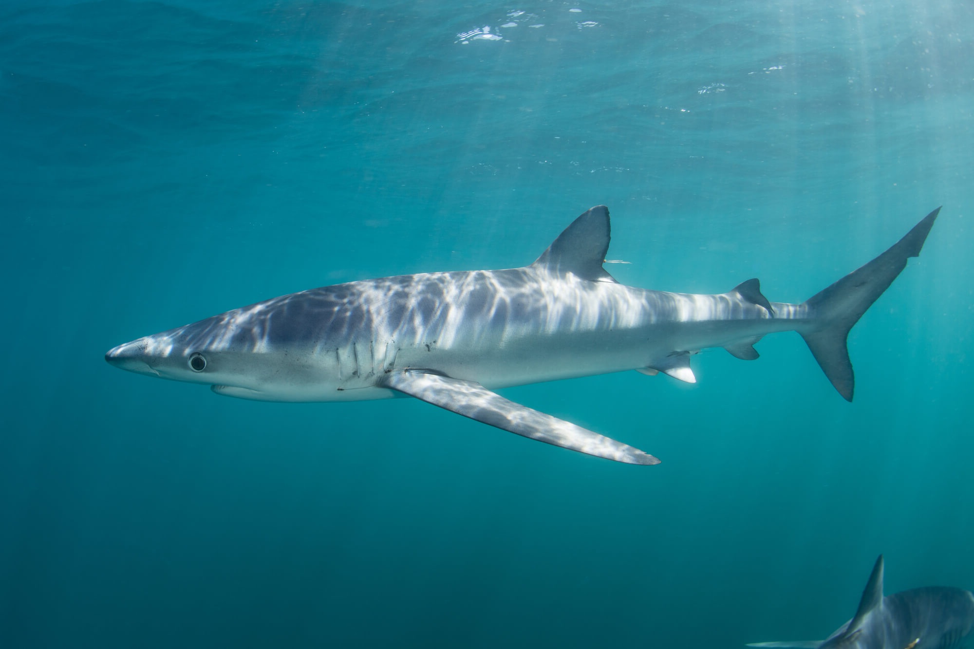 Le Requin Bleu Est Il Dangereux