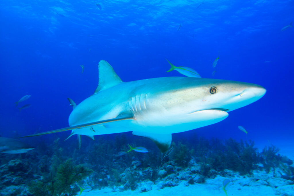 Le requin de récif - Carcharhinus perezi 