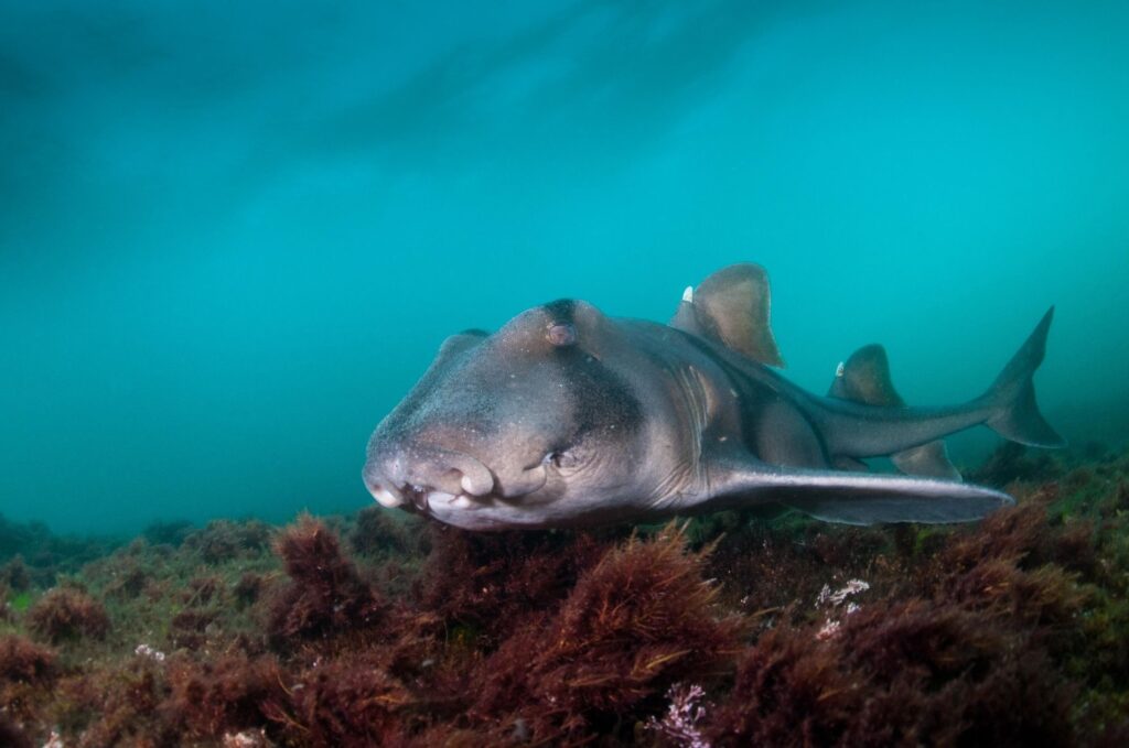 Le requin dormeur - Ginglymostoma cirratum