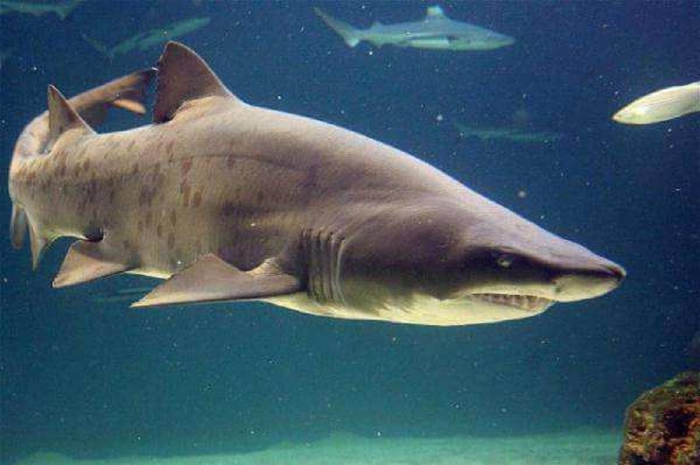 Le requin taureau - Carcharias taurus