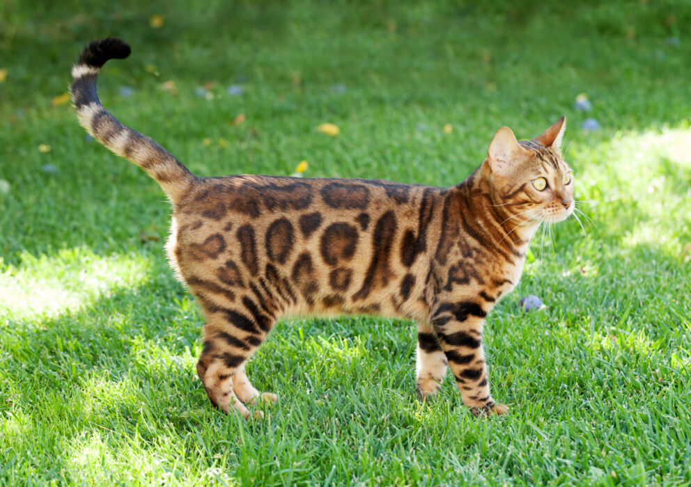 Le Bengal, une race de chat