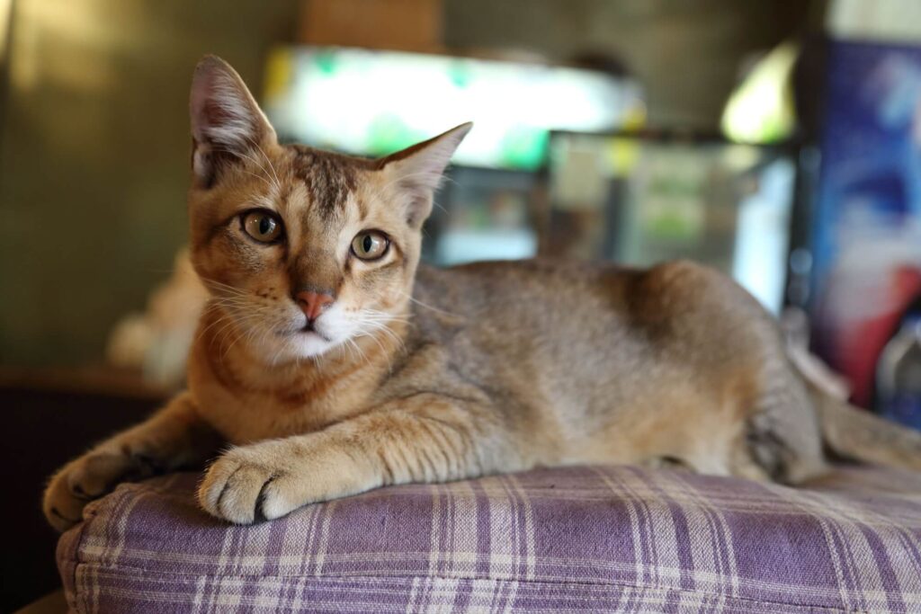 La Chausie