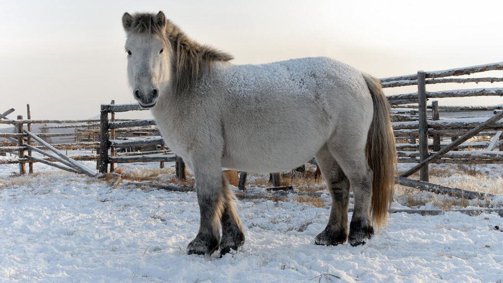 Le Iakoute, un des chevaux les plus rares au monde