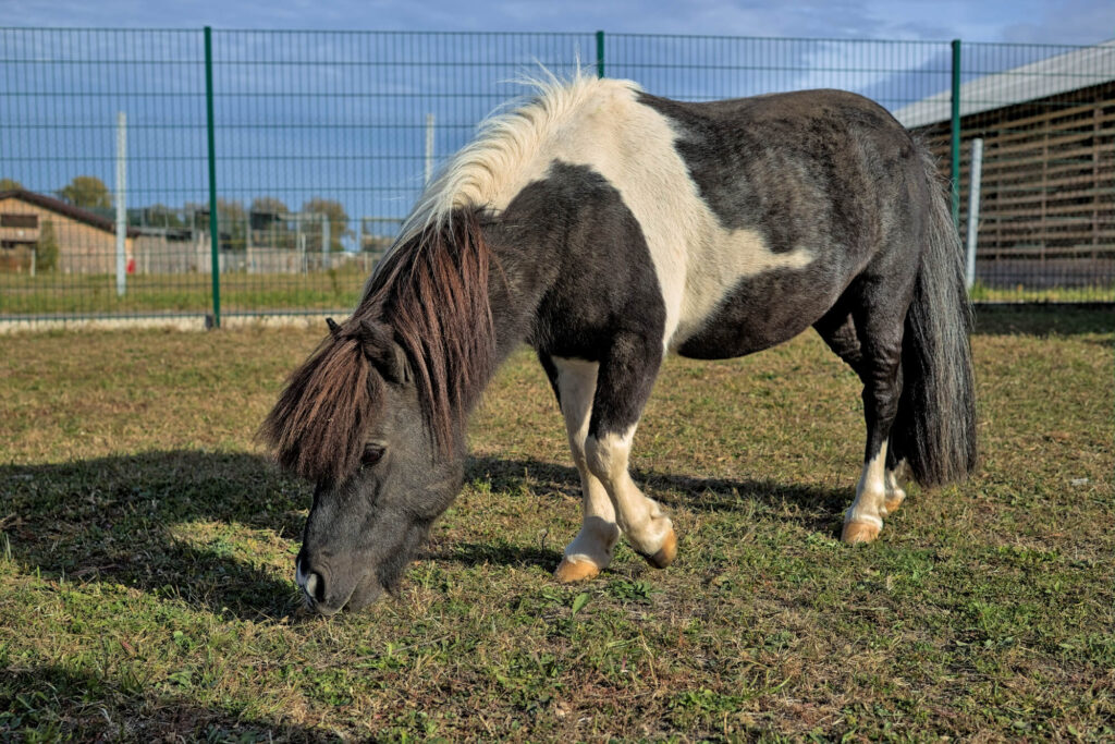 Le Falabella, un des chevaux les plus rares au monde