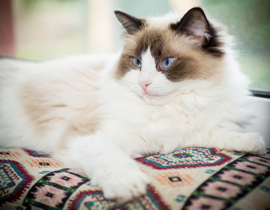 Le Ragdoll, un gros chat