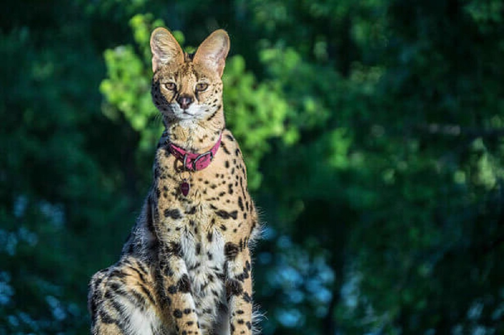 Le Savannah, un grand chat