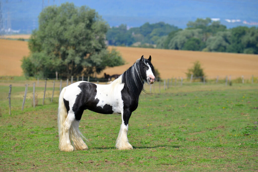 Le Cob Gypsy, un des chevaux les plus rares au monde