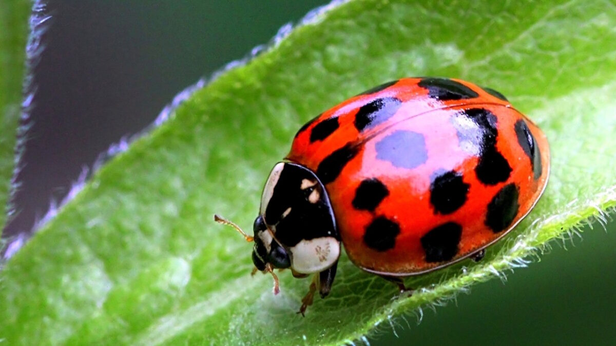 Coccinelle dans la maison : quelle signification spirituelle