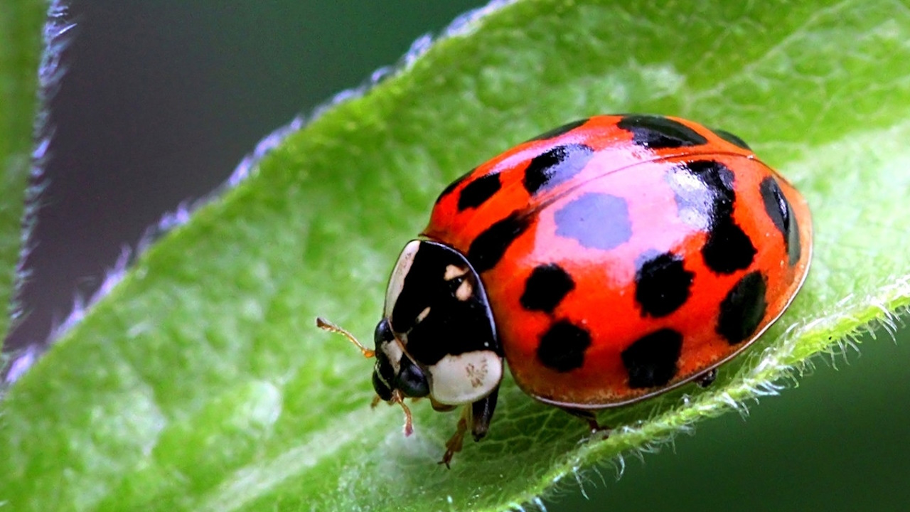 Coccinelle dans la maison : quelle signification spirituelle