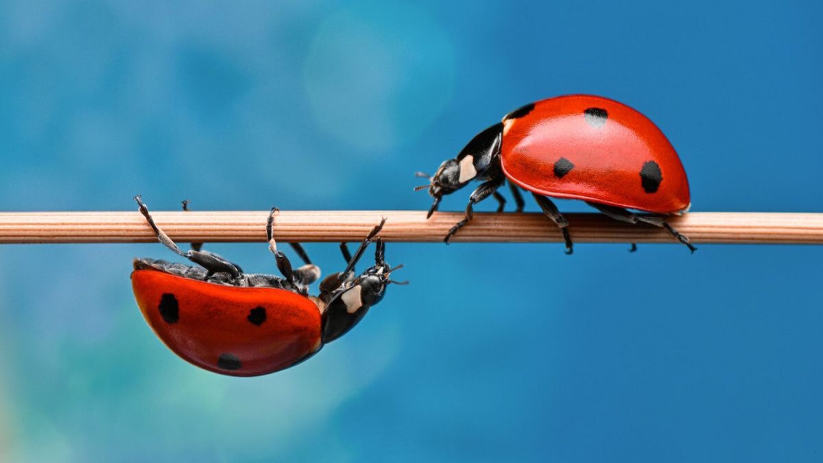 Coccinelle dans la maison : quelle signification spirituelle