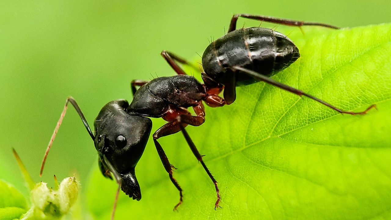 Elevage Insect 5 insectes en captivité pour débutant à élever en petit terrarium