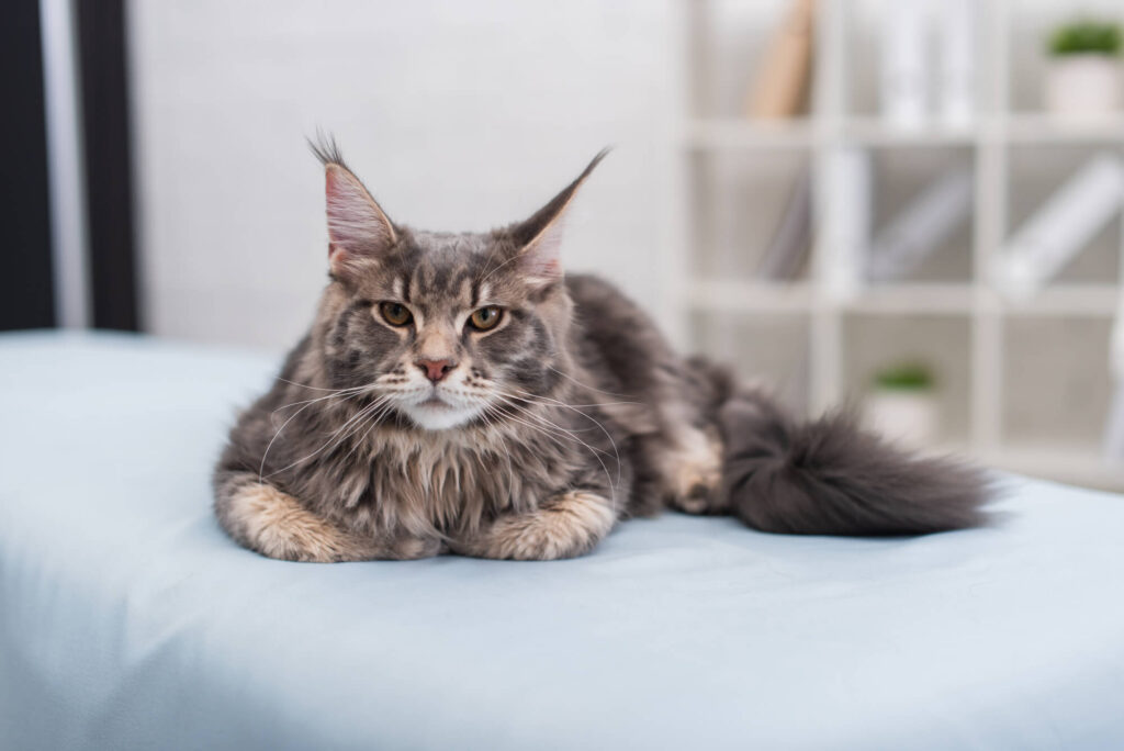 Le Maine Coon : Le Roi des Géants, un chat imposant