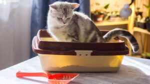 Voici comment prévenir les mauvaises odeurs de la litière du chat ! 10 conseils