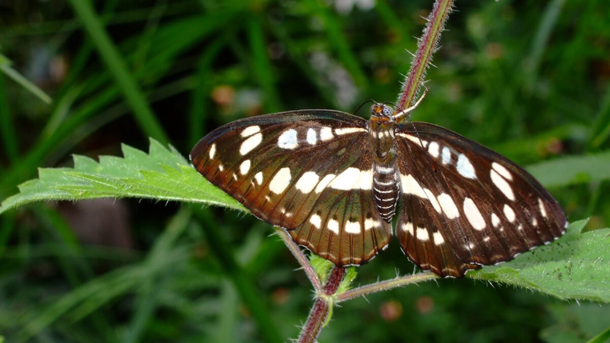 Voir un papillon marron : quelle signification spirituelle
