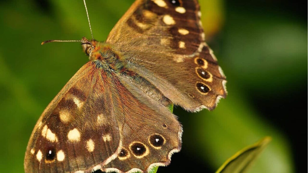 papillon marron en pleine nature
