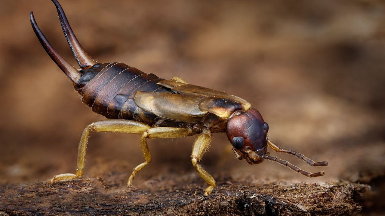 Pinceoreille dans la maison quelle signification